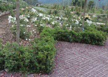 Bitkisel tercih ve peyzajın yerlileri   