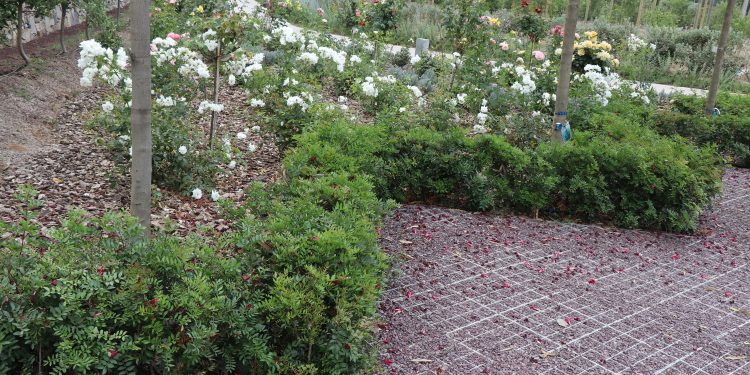 Bitkisel tercih ve peyzajın yerlileri   