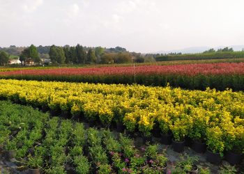 Peyzaj Mimarlığı / Bitki listesi hazırlamak