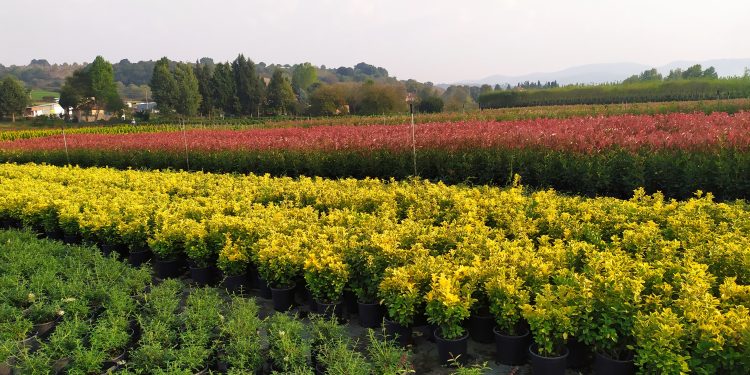 Peyzaj Mimarlığı / Bitki listesi hazırlamak