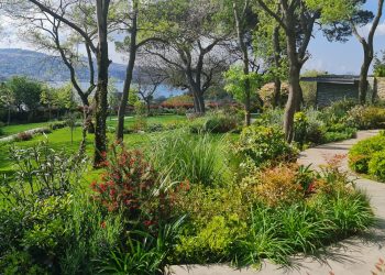 Peyzaj mimarlığı yolu / Ediz Botanik (Fragmanlar)