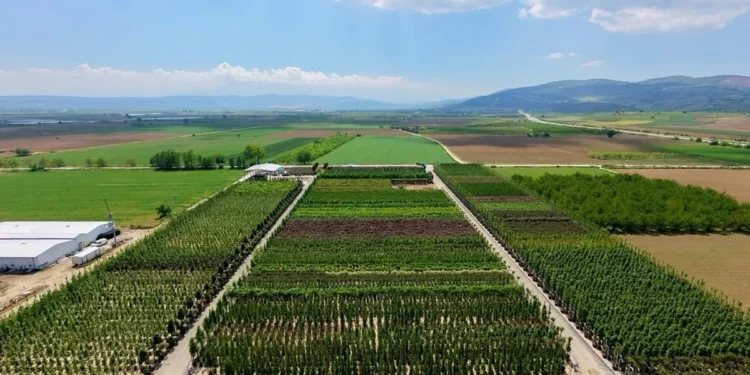 Bursa Kestel'de Önder Eriş tarafından yetiştirilen kurakçıl peyzaj ağaçları.