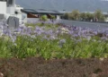 Liberty Fabay Hotel peyzaj ve bahçe düzenlemesi Tetikler Peyzaj uygulaması